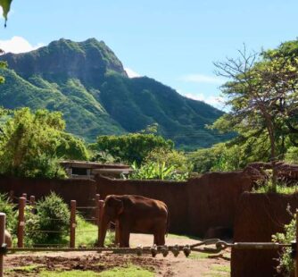 Honolulu Zoo Elephant